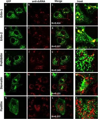 A Putative Lipid-Associating Motif in the West Nile Virus NS4A Protein Is Required for Efficient Virus Replication